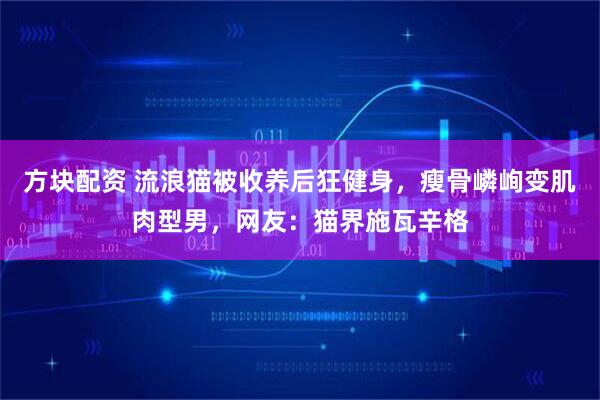方块配资 流浪猫被收养后狂健身，瘦骨嶙峋变肌肉型男，网友：猫界施瓦辛格
